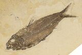 Two Fossil Fish (Knightia & Diplomystus) - Wyoming #198398-3